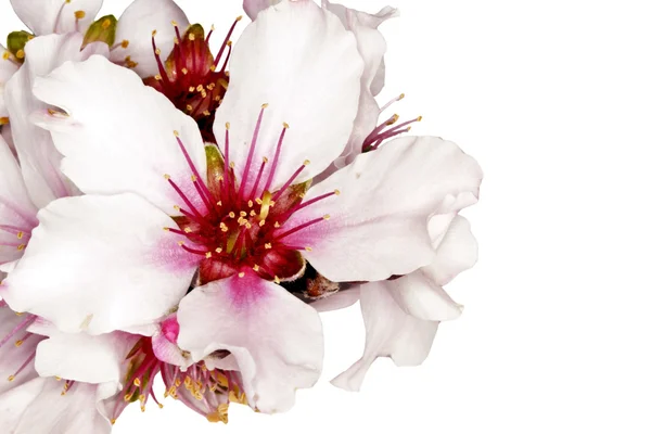 Närbild från blommande mandel blomma — Stockfoto