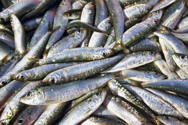 Fresh caught sardines clipart