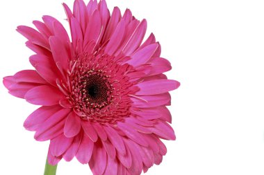 Beyaz arkaplanda pembe Gerbera çiçeği