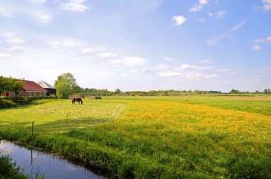 Yaz aylarında tipik Hollanda manzara Hollanda