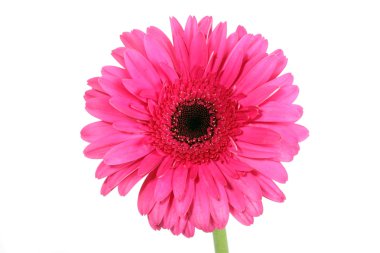 Beyaz arkaplanda pembe Gerbera çiçeği