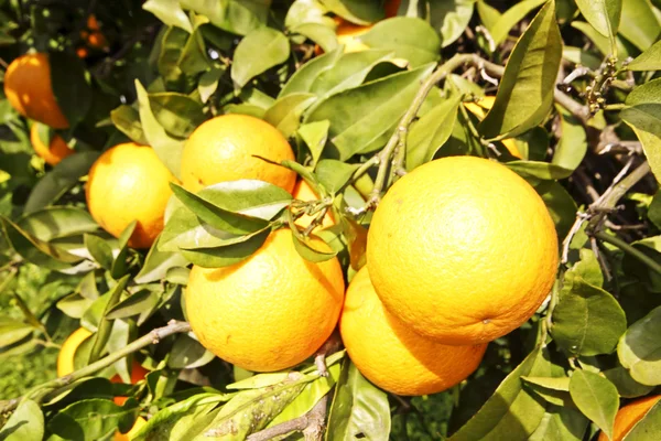 Arance su un arancio in primavera — Foto Stock