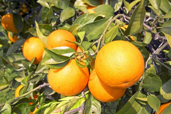 Arance su un arancio in primavera — Foto Stock