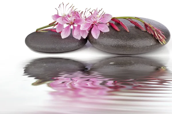 Θεραπευτική zen, σπα πέτρες, με λουλούδια που έχουν απομονωθεί — Φωτογραφία Αρχείου
