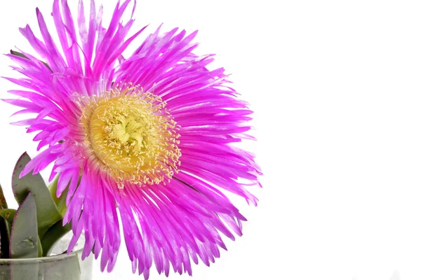 Divoké Fialový květ z Portugalska v jarní — Stock fotografie