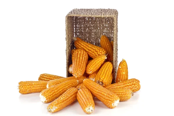 Кукуруза в корзине на белом фоне — стоковое фото
