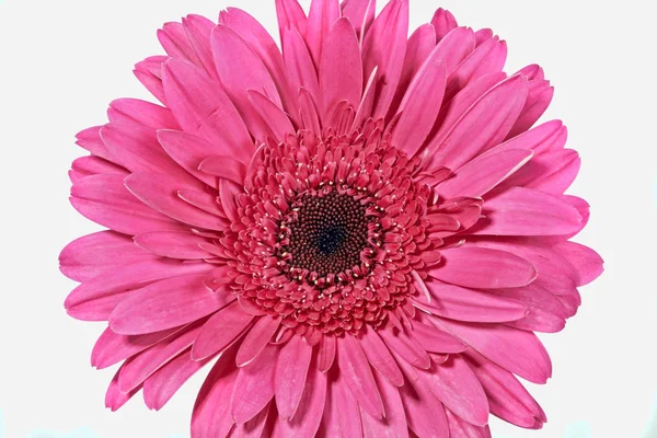 Růžová gerbera květina na bílém pozadí — Stock fotografie