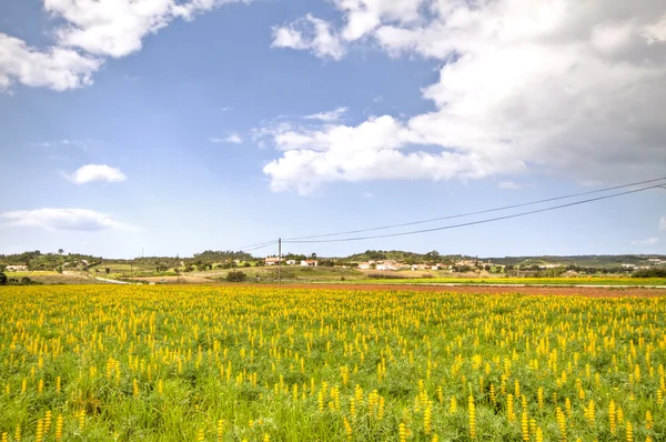 Flores de primavera amarelas nos campos — Fotografia de Stock