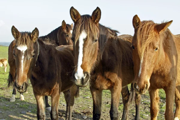Pferde auf den Feldern in Portugal — Stockfoto