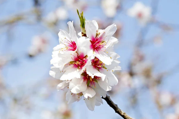 Kvetoucí mandlový květ v jarní v Portugalsku — Stock fotografie
