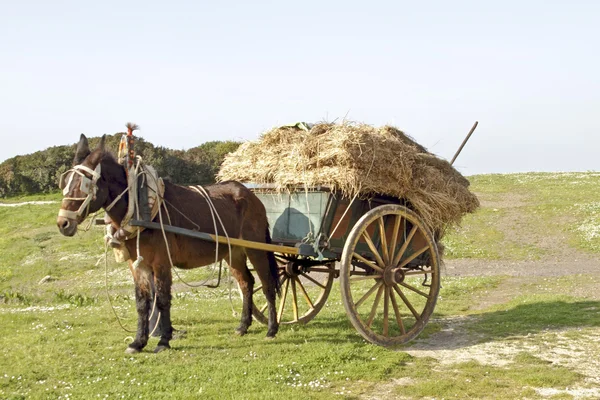 干し草の完全な古代の手押し車を引いてロバ — ストック写真