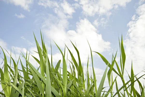 Grass in the fields in springtime — Stock Photo, Image