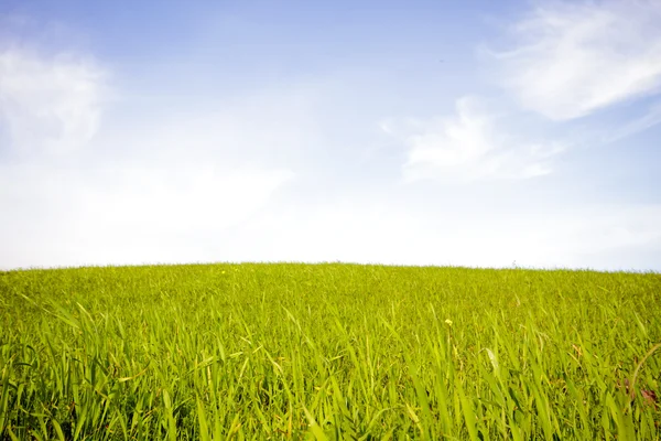 Yeşil çim ve bahar mavi gökyüzünde — Stok fotoğraf