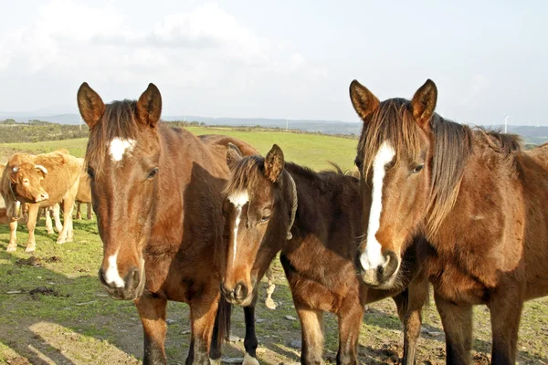 Hästar i fälten i portugal — Stockfoto