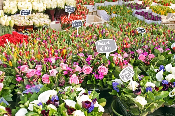 Nederlandse bloemen in amsterdam Nederland — Stockfoto