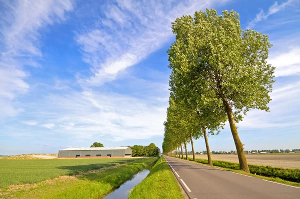 Typisk dutch-landskap i Nederland – stockfoto
