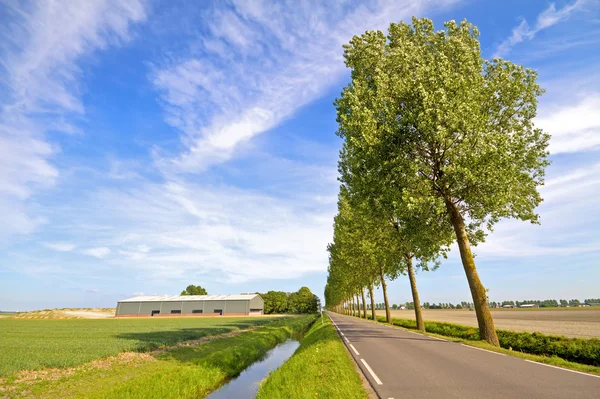 Paisaje holandés típico en los Países Bajos —  Fotos de Stock