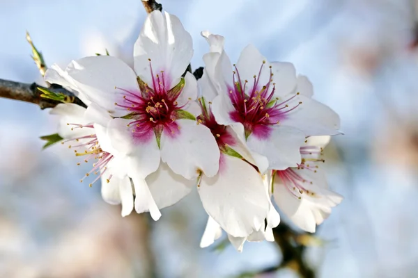 Kvetoucí mandlový květ v jarní v Portugalsku — Stock fotografie