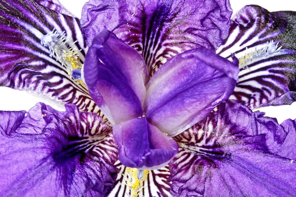Purple flower close up isolated on white — Stock Photo, Image