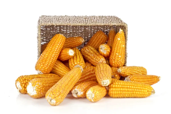 Кукуруза в корзине на белом фоне — стоковое фото