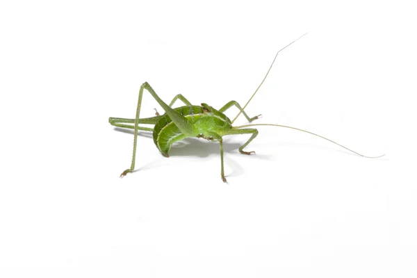 Green grasshopper on a white background — Stock Photo, Image
