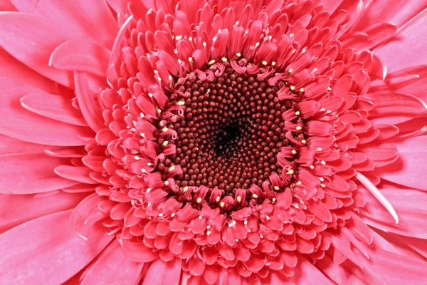 Gerbera květina zblízka — Stock fotografie