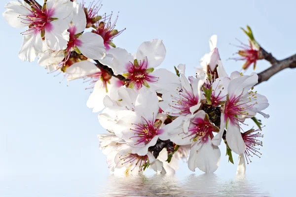Kvetoucí mandlový květ odráží ve vodě — Stock fotografie