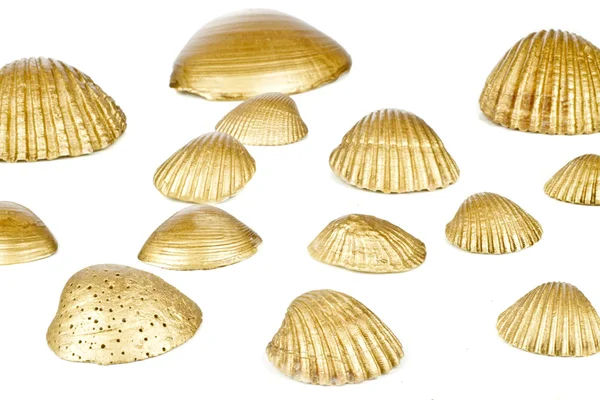Conchas douradas sobre um fundo branco — Fotografia de Stock