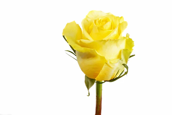 Жовта троянда крупним планом — стокове фото
