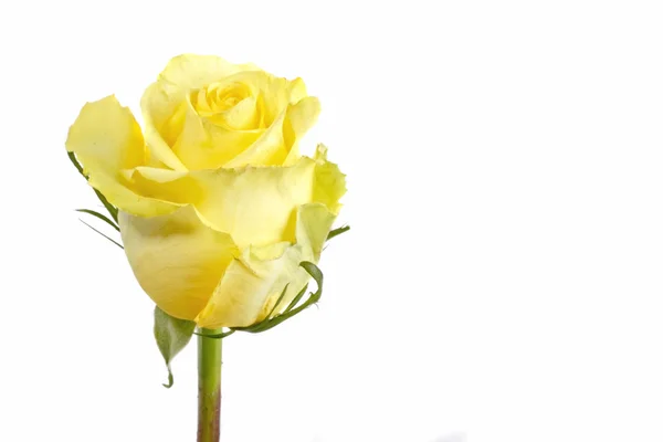 Zblízka žlutá růže — Stock fotografie