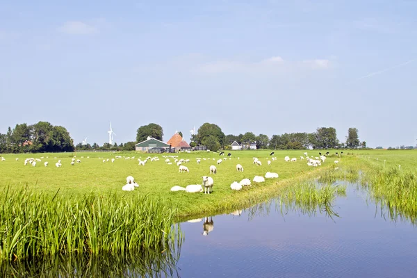 Een zomer landschap en kudde schapen in de nederlanden — Stockfoto