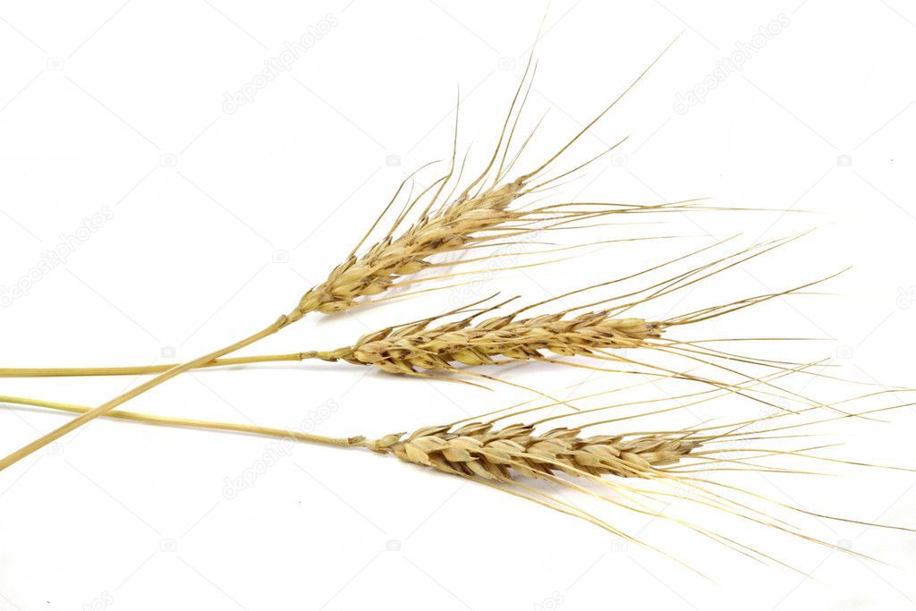Wheat ears isolated on white