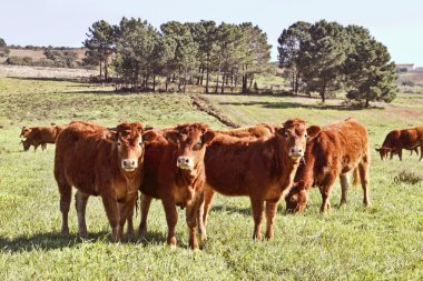 Calves in the countryside from Portugal clipart