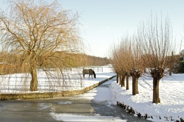 Kışın tipik Hollanda manzara-Hollanda