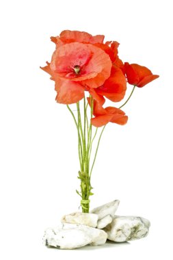 Bouquet of wild poppy flowers clipart