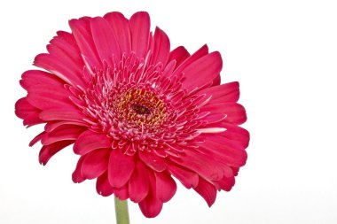 Kırmızı gerbera çiçek