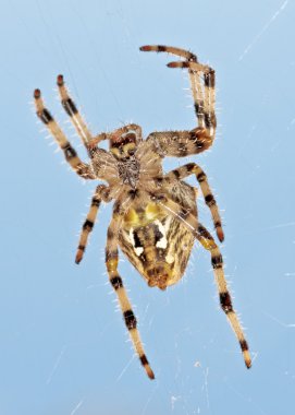 Mavi gökyüzü karşı onun Web Spider