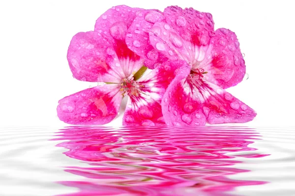 Flores roxas em um fundo branco — Fotografia de Stock