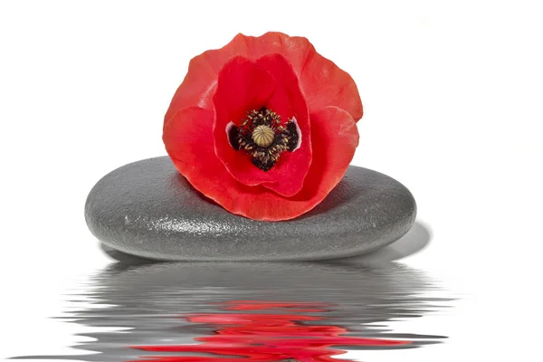 Πέτρα Zen με κόκκινο λουλούδι παπαρούνας με νερό — Φωτογραφία Αρχείου