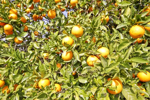 Naranjas en un naranjo en primavera —  Fotos de Stock
