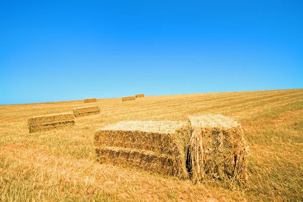 収穫時期: フィールドに haybale — ストック写真