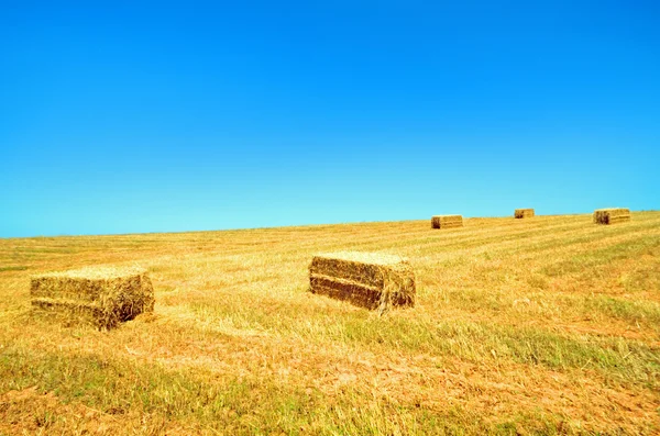 Tiempo de cosecha: haybale en los campos —  Fotos de Stock