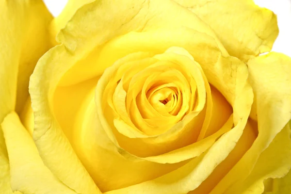 Κίτρινο τριαντάφυλλο κοντά — Φωτογραφία Αρχείου