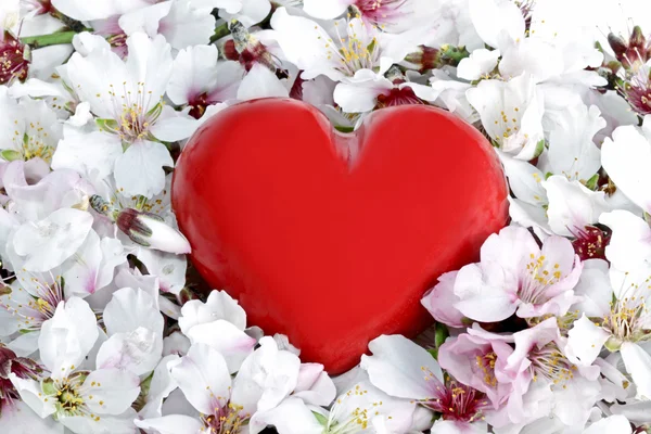 Красное сердце в клумбе весенних цветов — стоковое фото