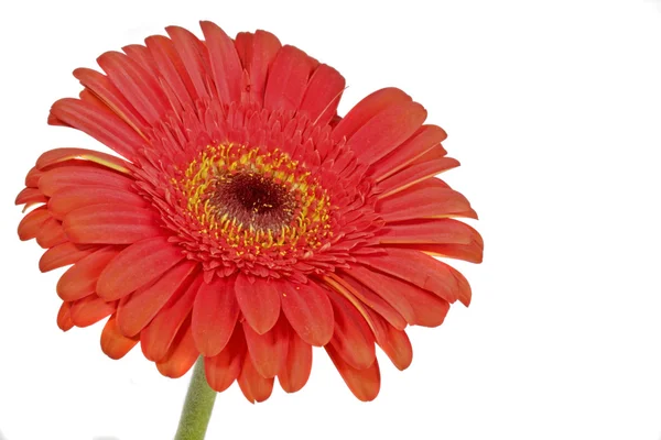 Red gerbera flower on a white background — Stock Photo, Image