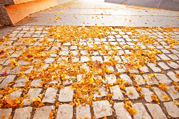 Тротуар из булыжника с лепестками цветов — стоковое фото