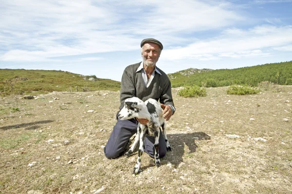 kırsal kesimde sürüsü ile Portekiz'den çoban