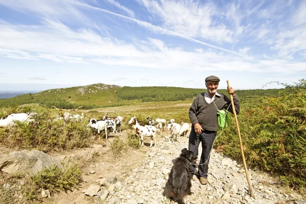 Pastor com o seu rebanho no campo de Portugal — Fotografia de Stock