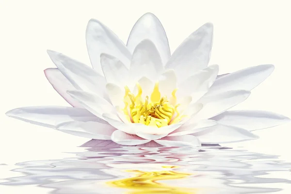 Hermosa flor de loto blanco flotando en el agua — Foto de Stock