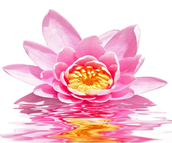 Hermosa flor de loto rosa flotando en el agua — Foto de Stock